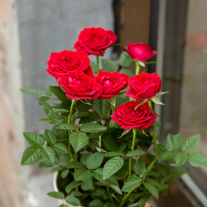 玫瑰花盆栽带花苞室内植物四季开花不断好养花卉绿植小月季苗阳台