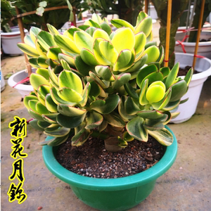 多肉植物大颗黄金花月室内盆栽姬红花月新花月锦三色花月玉树老桩 阿里巴巴找货神器