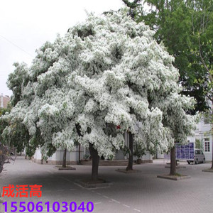 流苏树苗 油根子小苗 嫁接桂花砧木拆产占地专用树南北方种植盆栽