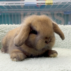 垂耳兔子活物宠物侏儒兔长不大小型折耳兔儿童礼物长毛搭耳兔活体