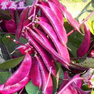 全紫红边绿眉豆种子扁豆荷兰豆盆栽庭院爬藤四季春夏播蔬菜种孑
