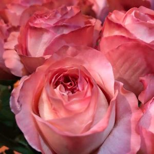 【万紫月季园】伦敦眼 肯尼亚玫瑰 大花月季 直立性强