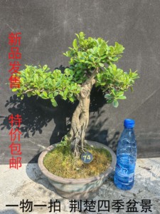 中华蚊母盆景 大叶小叶 微型盆栽 常青绿植 红花植物