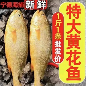 5斤5条新鲜海捕大黄花鱼大黄鱼小黄鱼冷冻生鲜海鲜水产深海鱼鱼鲞