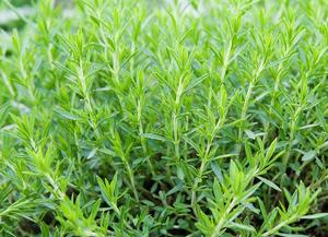 辣味香料/药草 龙蒿Artemisia dracunculus 40粒