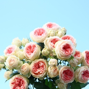 晴天月季园门廊绒球月季玫瑰花苗四季开花包子型月季耐晒耐寒花卉