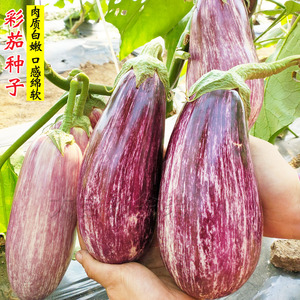 花茄种子泰国彩茄种籽长茄长丝竹茄金丝茄四季高产特色蔬菜包邮