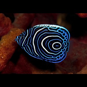 海水观赏鱼 珊瑚 海洋生物 蓝圈神仙 死亡包赔