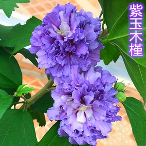 黄姐园艺重瓣紫玉木槿薄荷蓝莓冰沙花苗可食用木槿树苗夏天开花