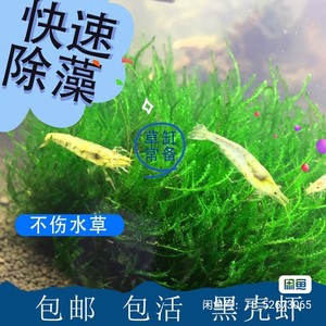 黑壳虾喂龟鱼缸工具虾水族草缸大号顺丰观赏活虾淡水钓鱼包邮