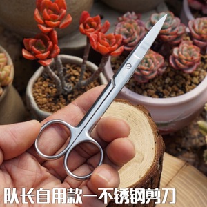 队长家 多肉砍头修根剪枝剪刀 不锈钢剪刀 园艺绿植花卉专用剪刀