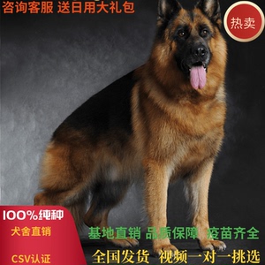 纯种德国牧羊犬幼犬养殖黑背狼狗德牧犬成年锤系大头弓背马犬技术 阿里巴巴找货神器