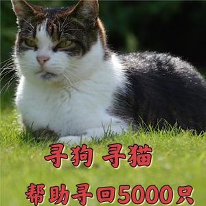 寻找宠物找猫找狗找东西寻找物品寻物找猫咪找狗狗失物寻猫找狗