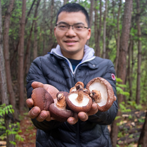 野香菇野生散装椴木香菇500g一斤特级湖北十堰房县山货干货土特产