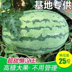 巨型懒汉西瓜种籽超甜四季播大田基地特大超大水果西瓜种子 高产
