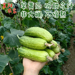 旱黄瓜新鲜现摘襄阳农家露天种植5斤