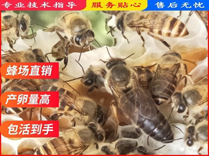 中蜂活体高产土蜂王本地阿坝新开产王蜜蜂处女王随机品种处王高