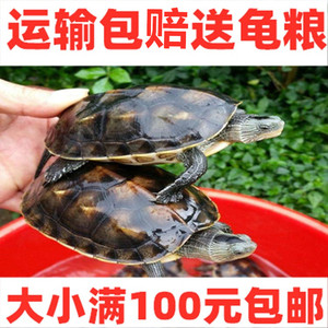 2-15厘米大小珍珠龟花龟乌龟苗六线草龟观赏水龟台湾特大草龟包活