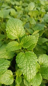 柠檬香蜂草苗 蜜蜂花 净化空气  香草茶 西餐料理 提取精油纯露