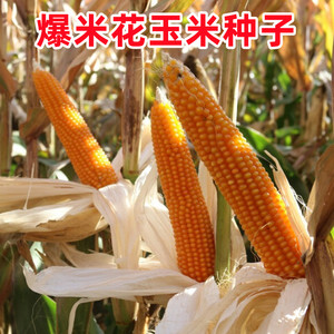 爆花玉米种子爆裂高产四季小玉米春夏秋季苞米籽农家爆米花种籽孑