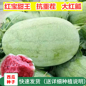 巨型西瓜种籽高产甜新红宝深绿甜王抗重茬懒汉红沙瓤大西瓜种子孑