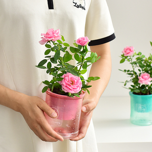 月季淑女粉色系列带花苞品种室内鲜花盆栽庭院花卉绿植阳台蔷薇香