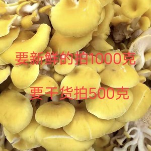 新鲜榆黄蘑拍1000克顺丰包邮鸡油菌香菇干货拍500克