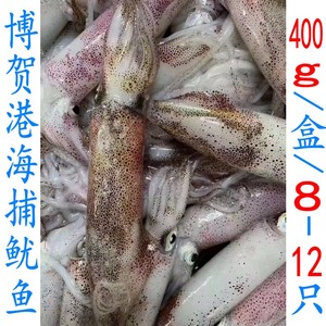 茂名市博贺港海捕鱿鱼当天上岸新鲜海鲜水产鲜活速冻发货