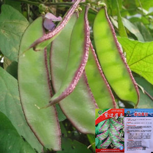 扁豆种子早熟四季播蔬菜瓜果紫红梅豆角种孑猪耳朵红边峨眉豆种籽