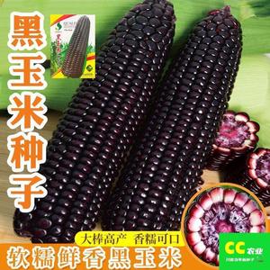 黑甜糯玉米黑糯玉米种子耐高温紫玉米种籽非转基因庭院黑玉米种子
