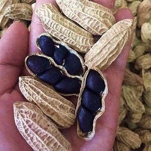 紫皮花生“黑爵士” 美洲老品种传家宝种子 坚果风味 适合盆栽