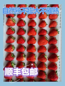 北京昌平小汤山新鲜红颜草莓礼盒现摘应季水果自家种植包邮可采摘