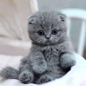 蓝胖子大脸猫宠物猫活体幼猫英国短毛猫包子脸英短蓝猫立耳灰色猫