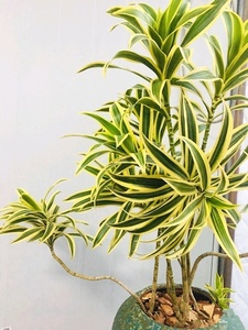 金边百合竹盆栽植物龙血树室内客厅北欧风造型绿植净化空气大植物