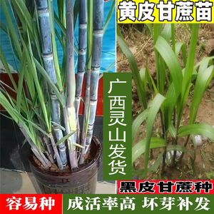 正宗灵山黑皮甘蔗苗种黄皮蔗节苗种带芽孢南方北方庭院种植包活苗