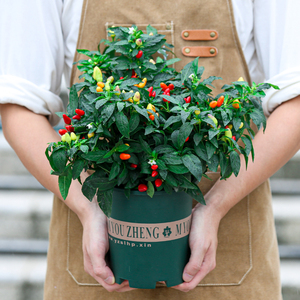 五彩辣椒盆栽可食用五色小米五彩椒阳台植物七彩椒绿植带果观果苗