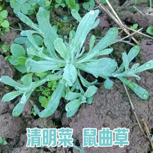 重庆鼠曲草野生新鲜现摘清明草粑艾叶农家清明菜青团水萩菠草包邮