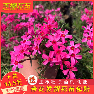 春芝生 春芝生品牌 价格 阿里巴巴 春芝生 春芝生品牌 价格 阿里巴巴