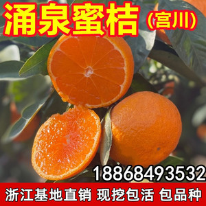 早熟无核涌泉蜜橘苗黄岩蜜桔树苗嫁接无籽柑橘果树苗宫川蜜桔子苗