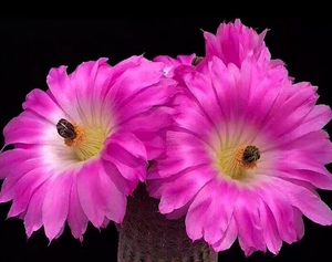 红太阳仙人球 红太阳仙人球品牌 价格 阿里巴巴