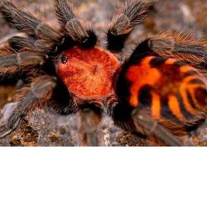 哥斯达黎加老虎尾2-3cm巨形宠物毛蜘蛛活体异宠个性另类宠物