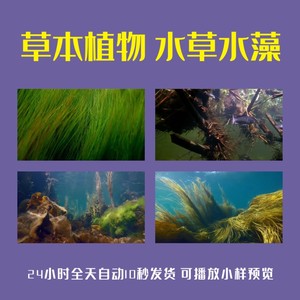 草本植物水草水藻水下植物生物湖泊藻类海草精华生态环境视频素材