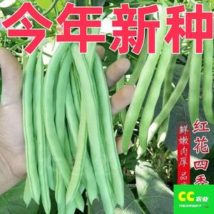 红花四季豆种子高产新鲜有架四季豆种籽阳台春秋冬季蔬菜种子大全