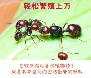 原生收获蚁 宠物蚂蚁 蚂蚁蚂蚁工坊新后蚂蚁巢教学科普会收集种子