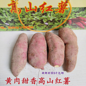 新鲜高山红番薯薯正宗高州古丁黄沙薯 仙人洞甜薯香薯紫薯甜香薯