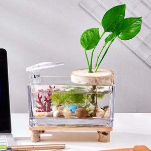 创意观赏鱼家居装饰办公桌面生态水培植物微观摆件泰国斗鱼缸礼物