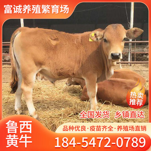 纯种鲁西黄牛活牛出售小牛仔肉牛崽改良肉牛犊活体母牛养殖技术
