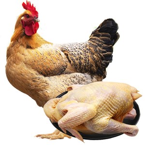 苏北农家梅炊妞 自然生态放养土鸡老母鸡  自由觅食 三斤三年左右