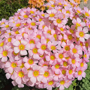 酢浆草带花苞球根庭院花卉植物耐寒耐热阳台四季开花盆栽ob酢浆草