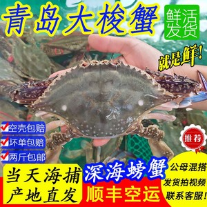 青岛野生梭子蟹鲜活螃蟹公母新鲜海鲜水产包邮海飞蟹白蟹海蟹梭蟹